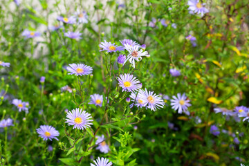 Beautiful violet flowers of Symphyotrichum dumosum