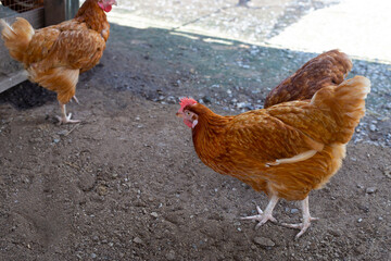 Hens in the chicken farm. Organic poultry house.