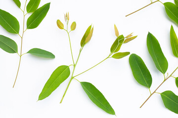 Eucalyptus leaves on white background.
