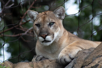Lioness Resting