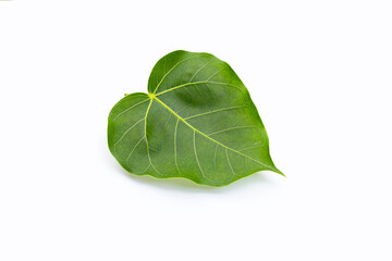 Green bodhi leaf on a white background.