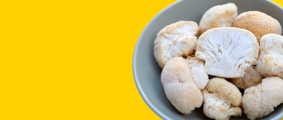 Fresh lion's mane mushroom on yellow background.