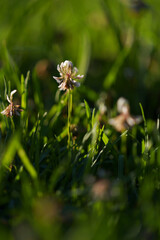 Grass flowers in the sunset