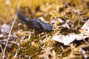 Newt running through moss