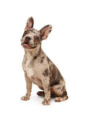 Fototapeta premium Cute French Bulldog sitting on white background