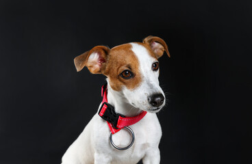 Adorable Jack Russell terrier with collar on black background