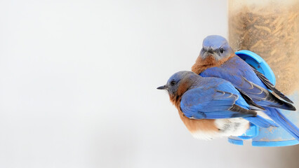 A Pair of Eastern Bluebirds Huddle Together at a Mealworm Feeder in the Winter