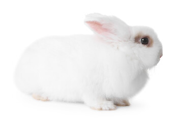 Fluffy rabbit on white background. Cute pet