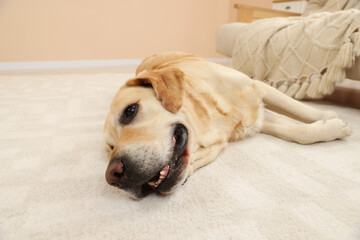 Cute Golden Labrador Retriever on floor in room, closeup