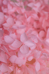Beautiful pink hortensia flowers as background, closeup. Space for text