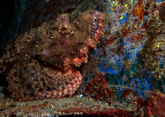 Fototapeta na wymiar Close up view of a Bearded scorpionfish on a wreck Boracay Philippines