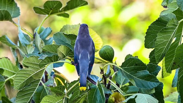 cedar waxwing in a fig tree