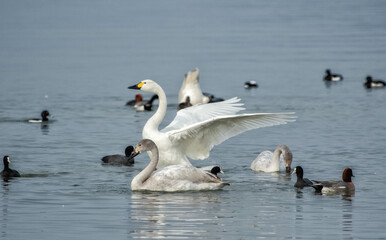 羽根を広げるコハクチョウと琵琶湖を泳ぐ水鳥たち