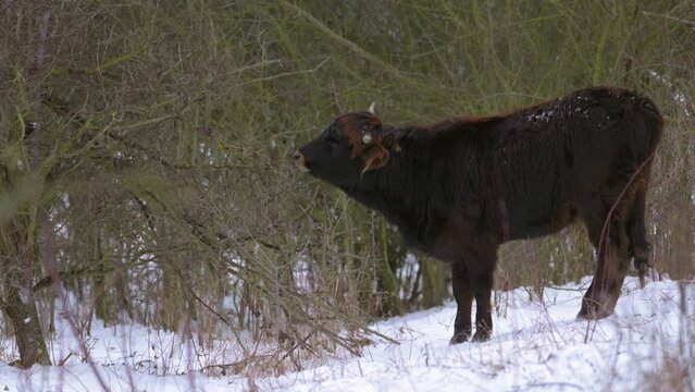 Large extinct herbivore aurochs (Bos primigenius) and re-bred. It forages in a snow-covered pasture in winter.