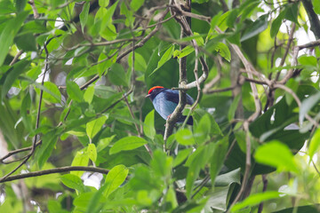 Tangará-dançarino em close - ILHABELA, SP, BRAZIL - DECEMBER 01, 2022: Tangará-dançarino (Swallow-tailed Manakin) on the Veloso waterfall trail in the middle of the lush Atlantic forest.