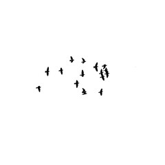 lock Of Ducks Flying 