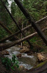 crossing trees