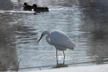 厳寒値で越冬する白鷺