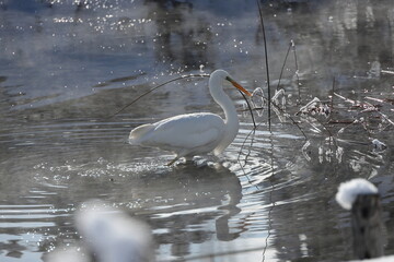 厳寒値で越冬する白鷺