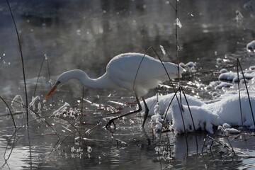 厳寒値で越冬する白鷺