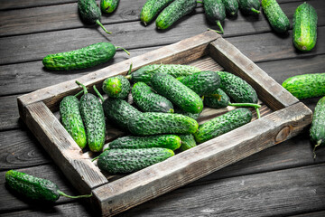 Whole ripe cucumbers on a tray.
