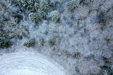 trees forest frost top view background, abstract drone view nature seasonal winter spruce