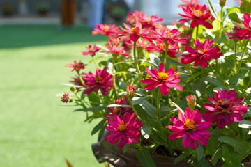 Zinnia flowers planted in the plot, beautiful multicolored flowers. Soft and selective focus