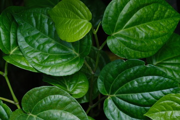 Betel leaf or Sirih is mostly consumed in Asia for alternative madicene, as betel quid or in paan, with Areca nut or tobacco, good medicine for teeth
