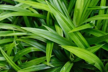 Fototapeta premium Green pandan leaves for design background, great for traditional cooking with distinctive aroma