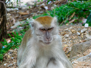 a monkey who is looking for food from the visitors
