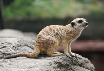 Fototapeta premium meerkat on the lookout