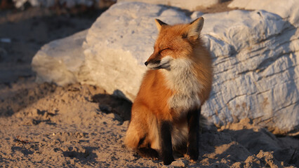 Red Fox