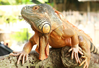iguana on a tree
