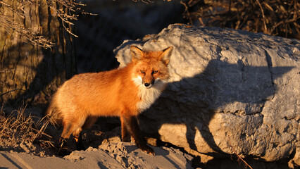Red Fox