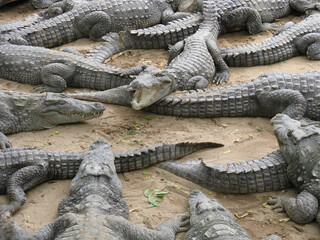 Many crocodiles basking together in the sun on a sandy beach one on top of another.