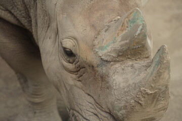 Obraz premium white rhino close up