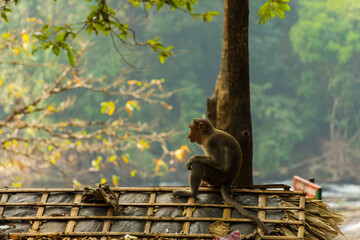Bonnet macaque sitting on the roof