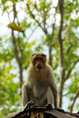 Bonnet macaque sitting on the roof