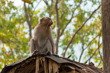 Bonnet macaque sitting on the roof