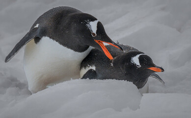 A Gentoo Penguin Mated Pair Courting Rituals