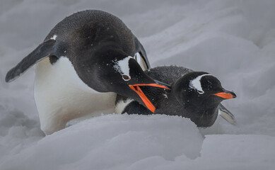 A Gentoo Penguin Mated Pair Courting Rituals