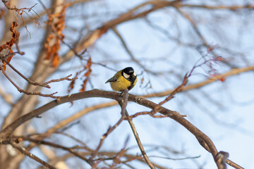 A beautiful little titmouse sits on a branch in winter and flies for food. Other birds are also sitting on the branches. Sparrows and titmice on a branch near the feeder