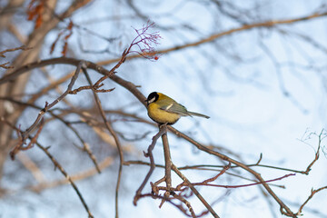 A beautiful little titmouse sits on a branch in winter and flies for food. Other birds are also sitting on the branches. Sparrows and titmice on a branch near the feeder