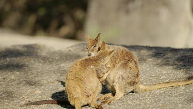 a winter morning shot two mareeba rock-wallabies grooming each other at granite gorge near mareeba of qld, australia