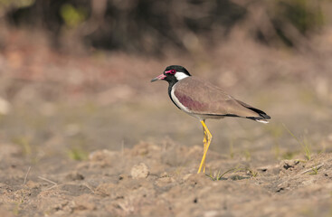 red-wattled lapwing is an Asian lapwing or large plover, a wader in the family Charadriidae. 
