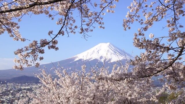 新倉山浅間公園　桜　富士