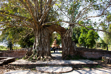 Ancient ruins gate entrance with bodhi tree and banyan plant of Wat Phra Ngam Khlong Sa Bua temple for thai people travel visit respect praying blessing wish holy mystery buddha in Ayutthaya, Thailand
