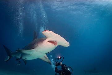 scuba diver and great hammerhead shark - obrazy, fototapety, plakaty