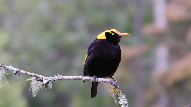 a high frame rate clip of a male regent bowerbird perching on a branch at o'reillys rainforest retreat in lamington national park of sth qld, australia