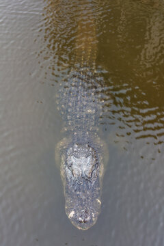 A top-down view captures an alligator swimming in the water.